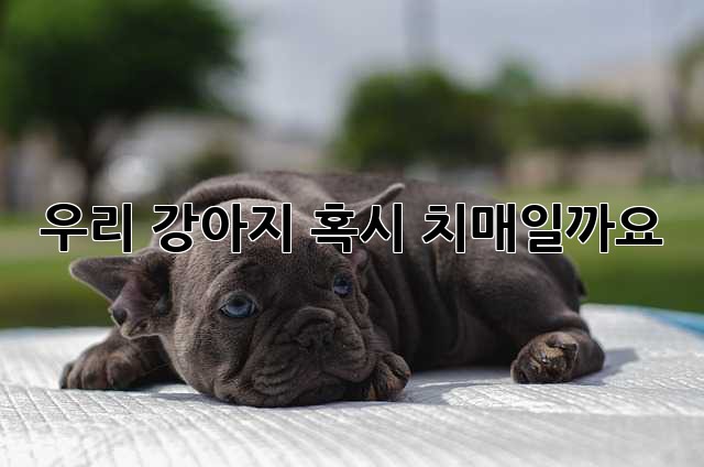우리 강아지, 혹시 치매일까요?😥