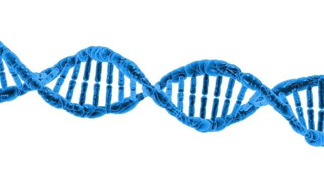 발생 과정과 유전자 조절: 발달 생물학의 세계