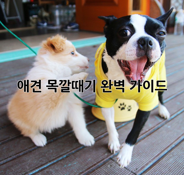 애견 목깔때기 완벽 가이드