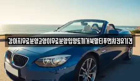 경남 창원시 마산합포구 문화동 중고차매입 전문 강아지무료분양고양이무료분양입양토끼거북말티푸먼치킨유기견